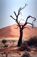 The Namibian Safari of '98